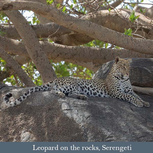 Leopard in the Serengeti