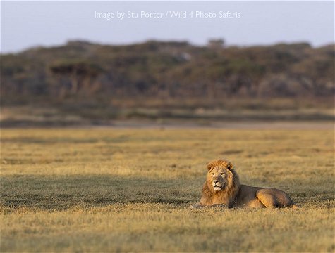 Male Lion at Ndutu by Stu Porter. 