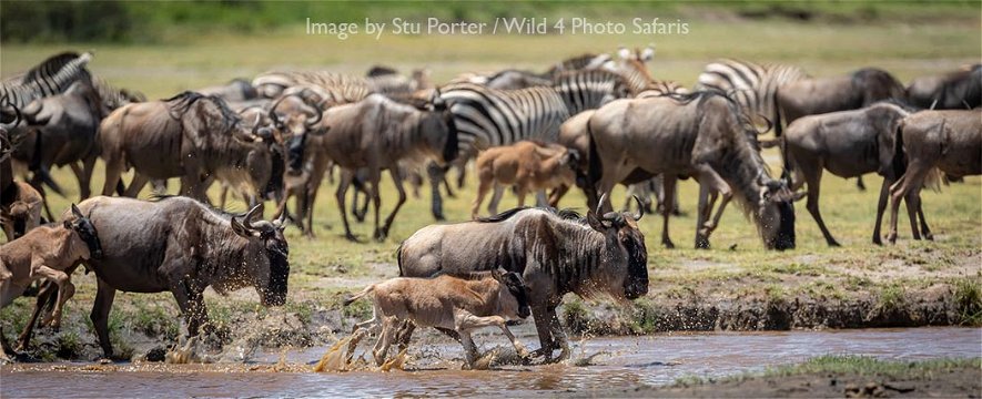Wildebeest and calves at Ndutu by Stu Porter. 