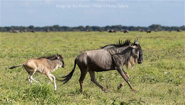 Wildebeest and calf at Ndutu by Stu Porter. 
