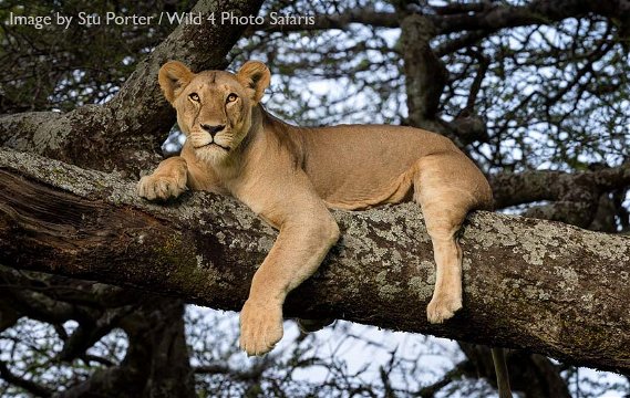 Lioness in a tree at ndutu by Stu Porter. 