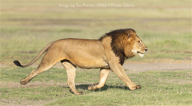 Male Lion on the run by Stu Porter. 