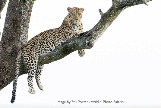 Leopard in a tree by Stu Porter. 