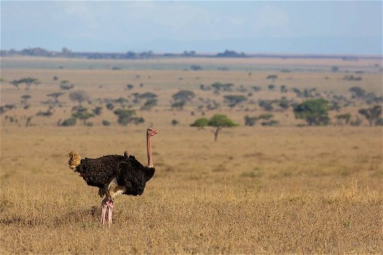 Ostrich male on the plains of the Serengeti. 