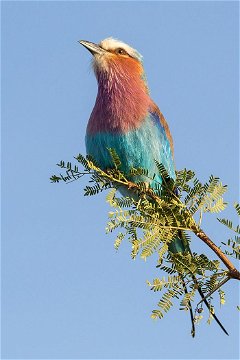 Lilac-breasted Roller. 