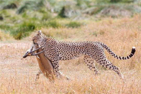 Cheetah with Gazelle kill. 