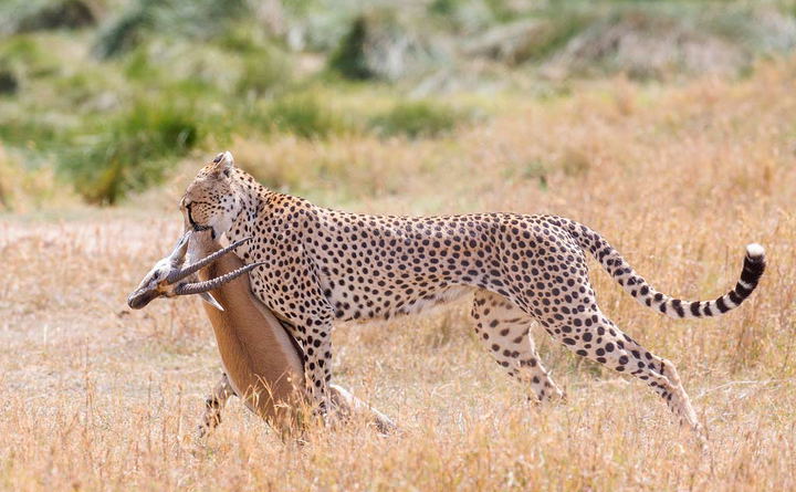 Cheetah with kill in the Serengeti
