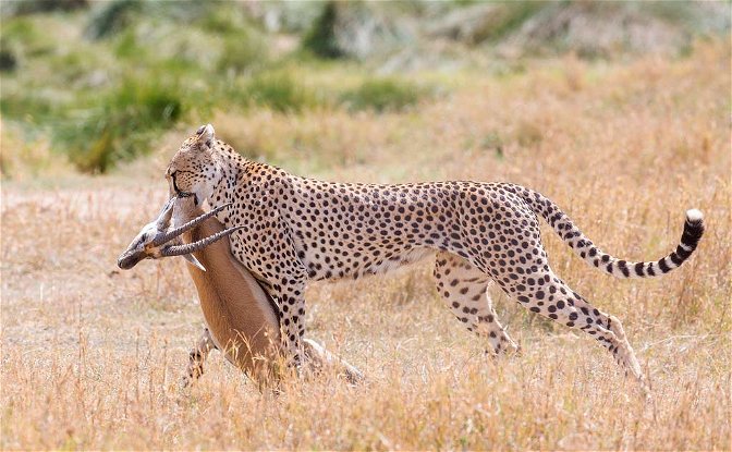 Cheetah with kill in the Serengeti