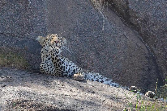 Leopard at Maasai Koppies. 