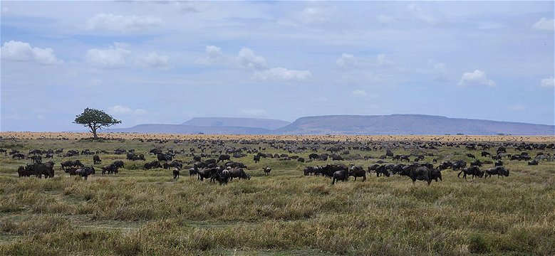 Herds on the plains of the central Serengeti.