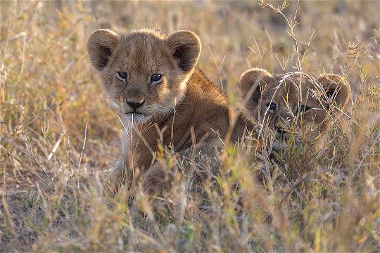 Lion cub. 