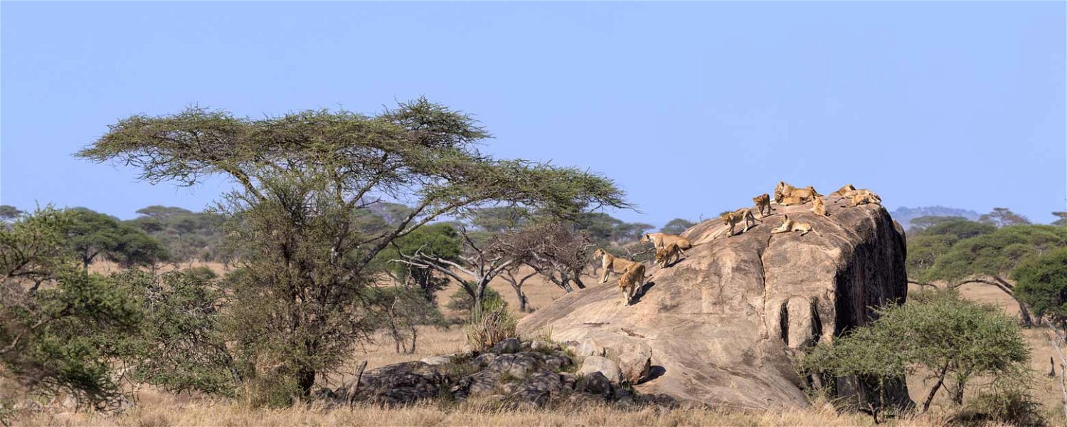 Incredible Serengeti 