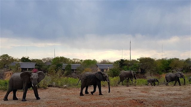 Elephant herd in front of Elephant Plains Game Lodge. 
