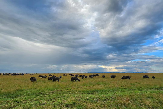 Buffalo at Ol Pejeta. Buffalo at Ol Pejeta.