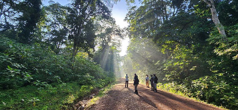 Birding Kakamega Forest. Birding Kakamega Forest.