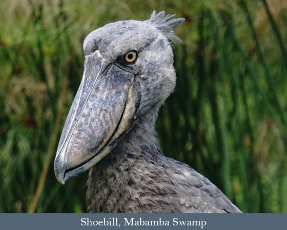 Aug. 2027: Birds & Wildlife of Uganda.