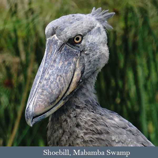 Shoebill, one of Africa's top birds. 
