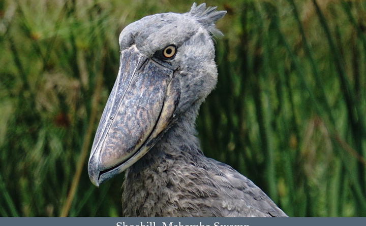 Shoebill of Mabamba Swamp, Uganda. 