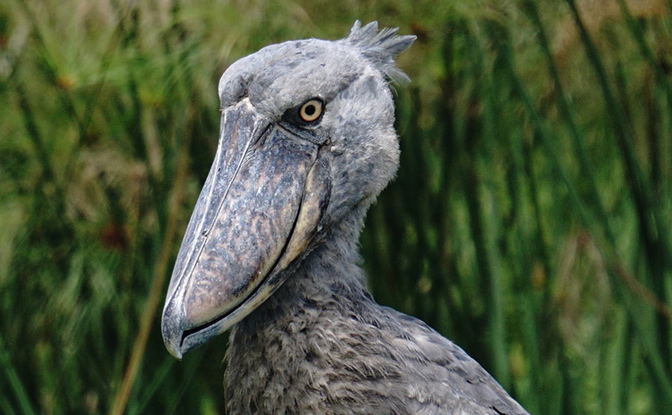 Shoebill of Mabamba Swamp, Uganda.