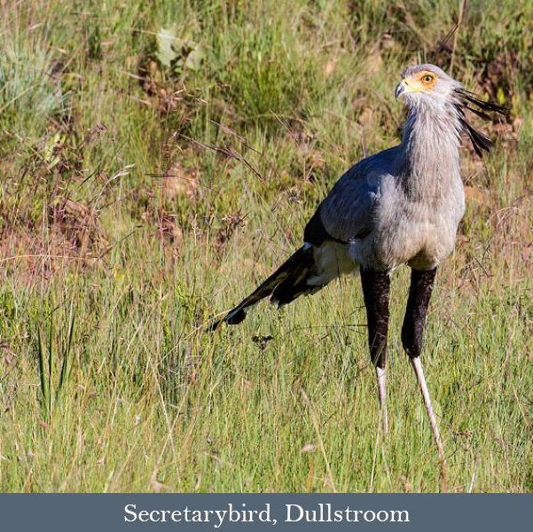 Highlight: Dullstroom Bird of Prey Centre