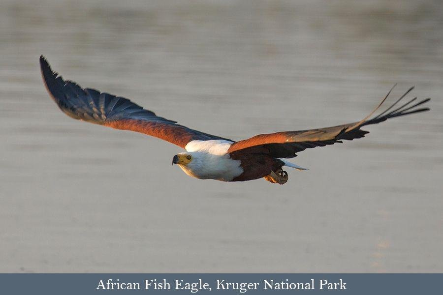 African Fish Eagle in action, Sunset Dam