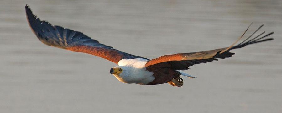 African Fish Eagle in action, Sunset Dam