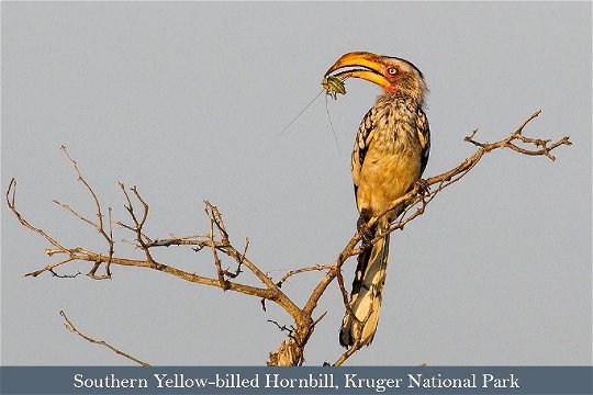 Southern Yellow-billed Hornbill and prey item