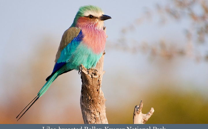 Small-group Bird Safaris offered by Lawson's Birding & Wildlife safaris, trips and tours in South Africa