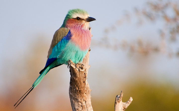 Small-group Bird Safaris offered by Lawson's Birding & Wildlife safaris, trips and tours in South Africa