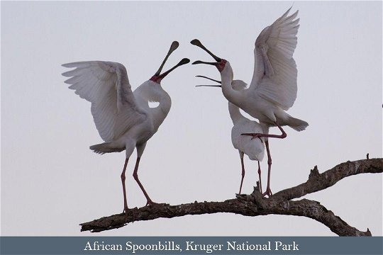 African Spoonbill interaction at Sunset Dam