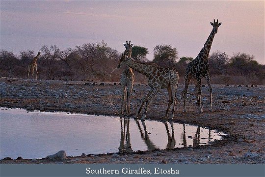 Giraffes drinking, Etosha