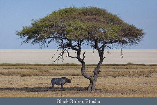 Black Rhino in Etosha