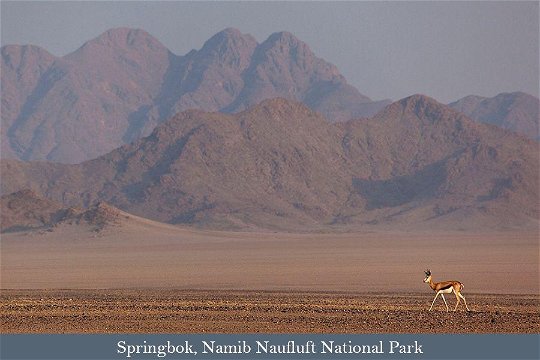 Springbok in the vastness of the Namib-Naukluft National Park