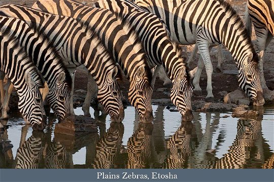 Zebras drinking in Etosha