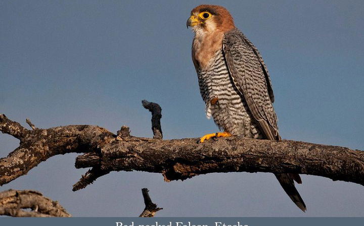 Birding Tour a Red-necked Falcon, Etosha. 
