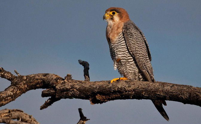 Birding Tour a Red-necked Falcon, Etosha.