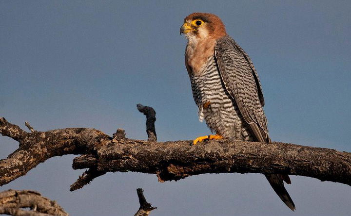 Birding Tour a Red-necked Falcon, Etosha.