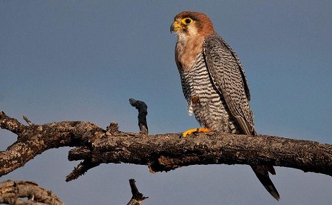 Birding Tour a Red-necked Falcon, Etosha. 
