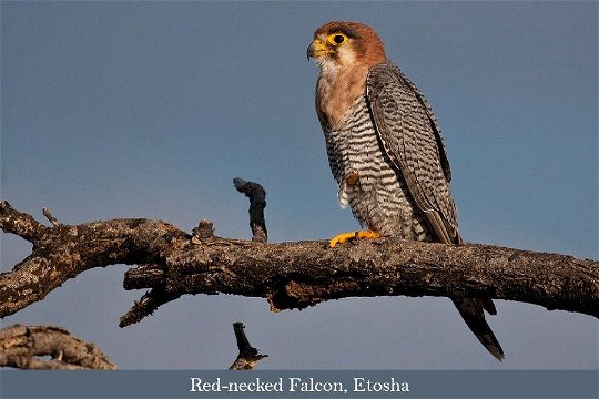 Birding Tour a Red-necked Falcon, Etosha. 