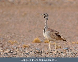 Nov. / Dec. 2024: Essential Namibia Birding Safari