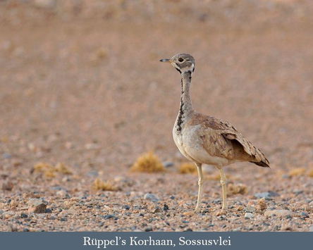 Nov. / Dec. 2026: Essential Namibia Birding Safari