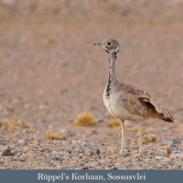 Ruppell's Korhaan, Namib Desert