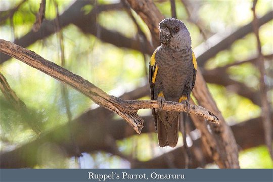 Ruppel's Parrot near Omaruru
