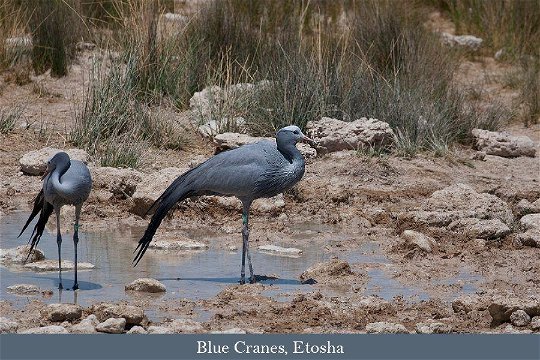 Blue Crane, part of a small relic population in Etosha