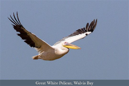 Pelican in flight, Walvis Bay