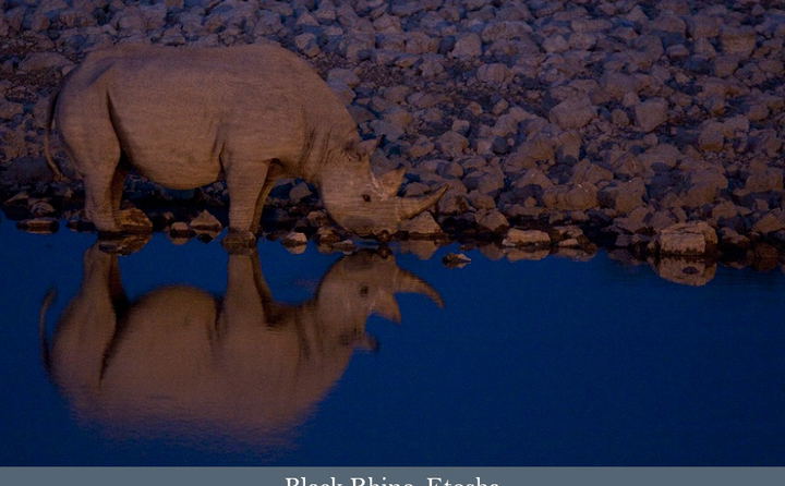 Black Rhino on a Namibia Wildlife Safari tour.