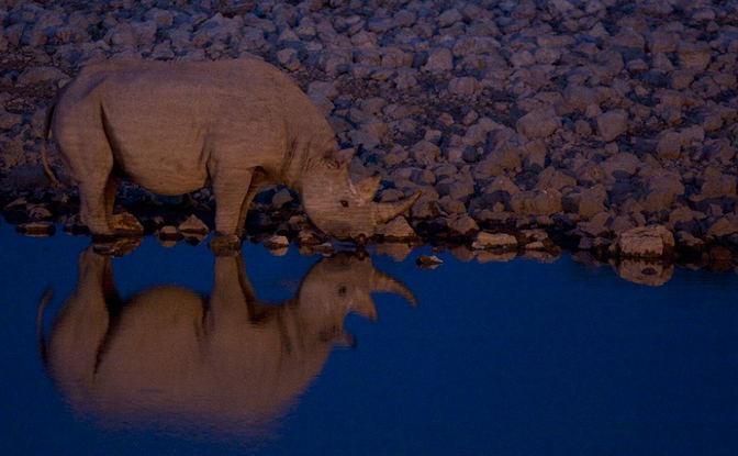 Black Rhino on a Namibia Wildlife Safari tour.