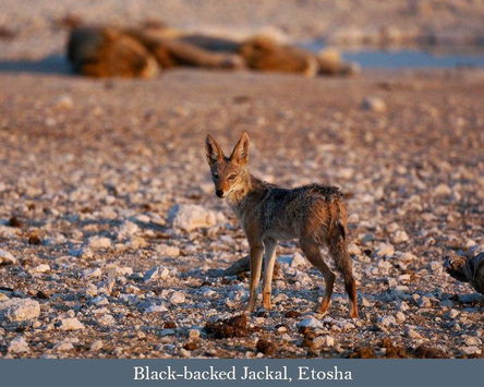 August 2026: Essential Namibia Wildlife Safari