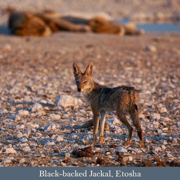 Jackals and Lions, Etosha National Park Jackals and Lions, Etosha National Park
