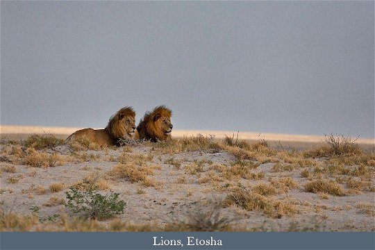 Male Lions in Etosha